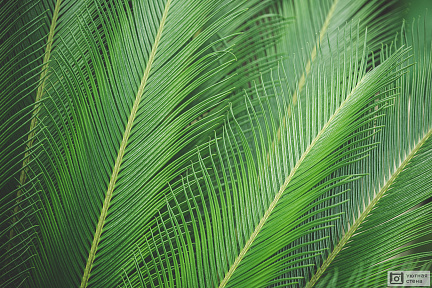 Листья зеленой пальмы