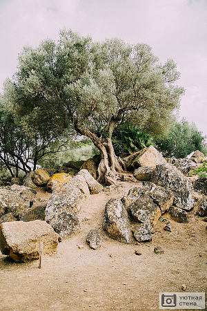 Оливковое дерево среди камней