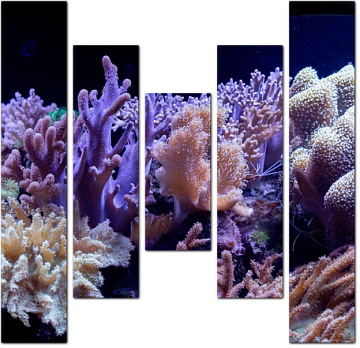 Коралловые полипы