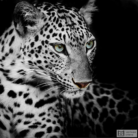 Белый леопард