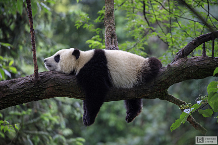 Панда отдыхает на ветке