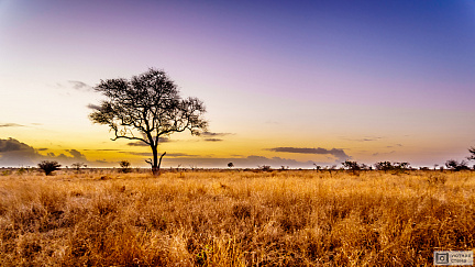 Фотообои Национальный парк Крюгер в Африке