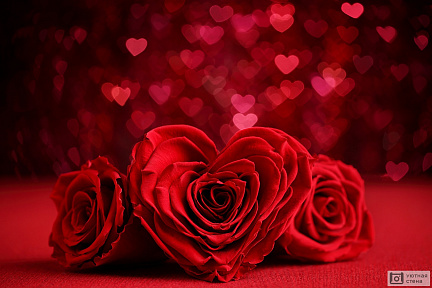 Красная роза в виде сердца