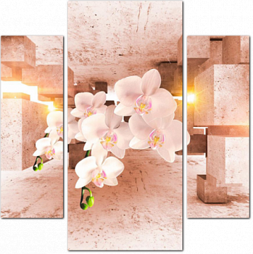 Орхидеи среди бетона