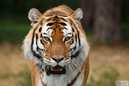 Грозный взгляд тигра