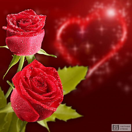 Розы на красном фоне с сердцем