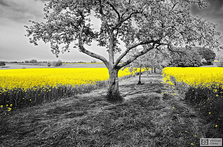 Цветы желтого рапса на черно-белом пейзаже
