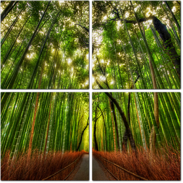 Бамбуковый лес в парке Киото. Япония