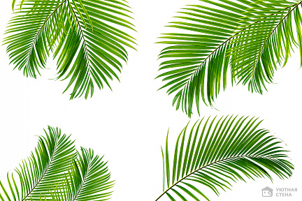 Зеленые ветви пальмы на белом фоне