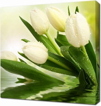 Белые тюльпаны в каплях росы