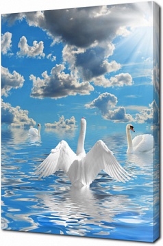 Красивое изображение белых лебедей