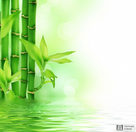 Зеленый бамбук и вода
