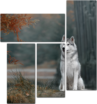 Сибирский волк в лесу