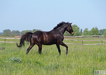 Красивая лошадь в загоне