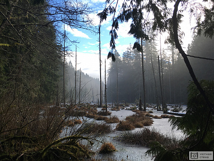 Замерзшее болото в лесу