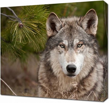 Суровый взгляд волка