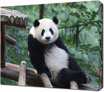 Панда отдыхает на бревнах