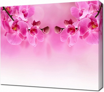 Розовые орхидеи на розовом фоне