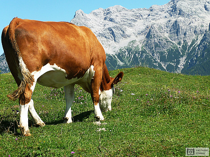 Корова на Альпийских горах