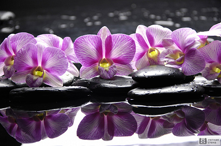 Фиолетовые орхидеи на черных камнях