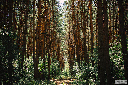 Прогулка в лесу между сосен