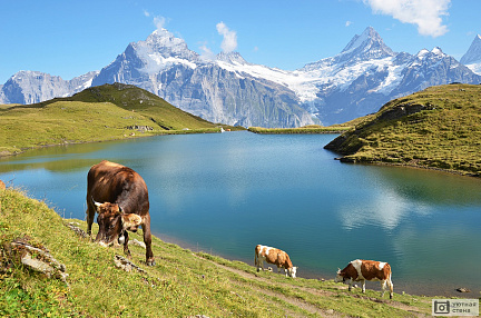 Коровы на фоне Альпийских лугов