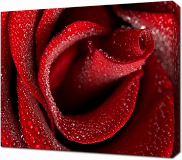 Красная роза в росе