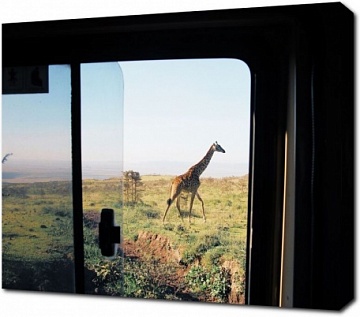 Жираф в окне