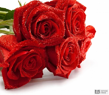 Букет из красных роз