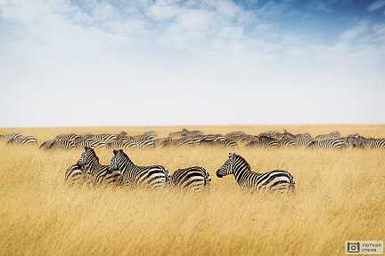 Зебры в высокой траве