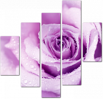Абстрактная фиолетовая роза