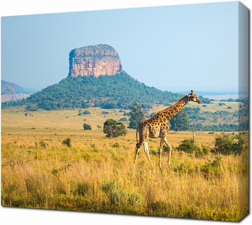 Жираф прогуливается в заповеднике Энтабени