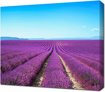 Бескрайнее фиолетовое поле лаванды