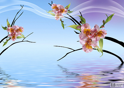 Орхидеи над водой