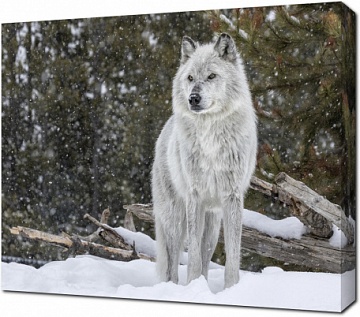 Волк в снежном лесу