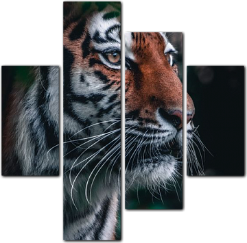 Гордый уссурийский тигр