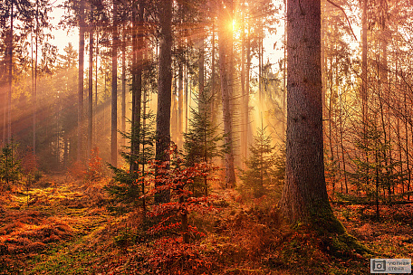 Волшебство утреннего леса