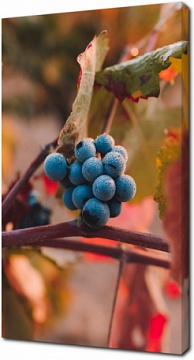 Ветка синего винограда