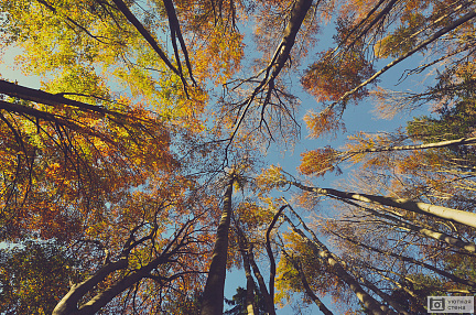 Верхушки опадающих деревьев осенью