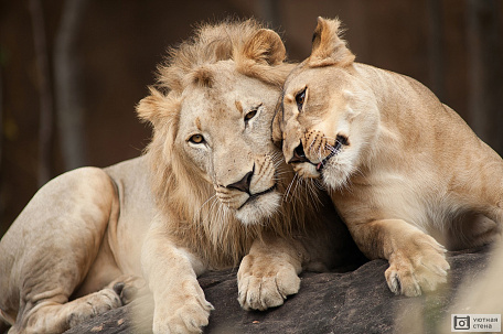 Лев и львица нежатся