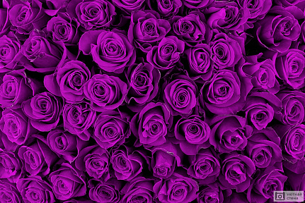 Фон с фиолетовыми розами