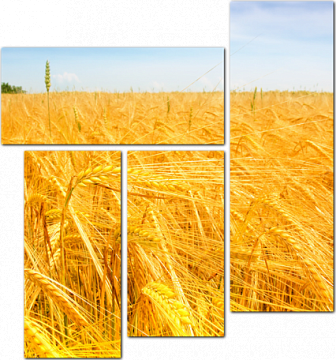 Желтое поле с пшеницей