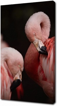 Сон розового фламинго