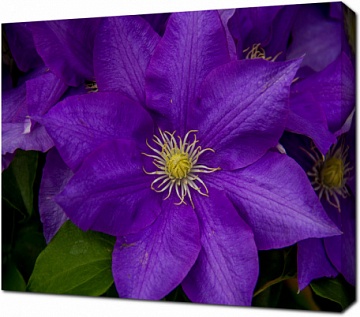 Незабываемые фиолетовые цветы