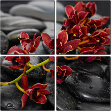 Ветка красной орхидеи на черных камнях