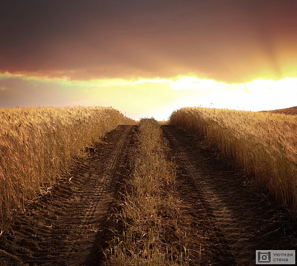 Грунтовая дорога через поле с пшеницей