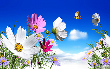 Живые цветы с бабочкой