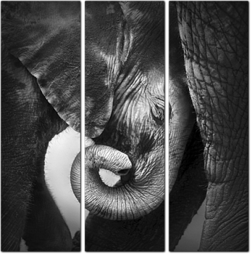 Черно-белое изображение слонов