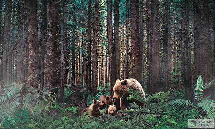 Семейство медведей в лесу