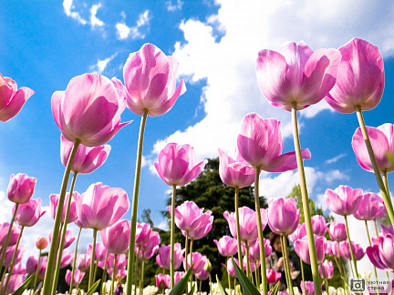 Сиреневые тюльпаны на фоне неба